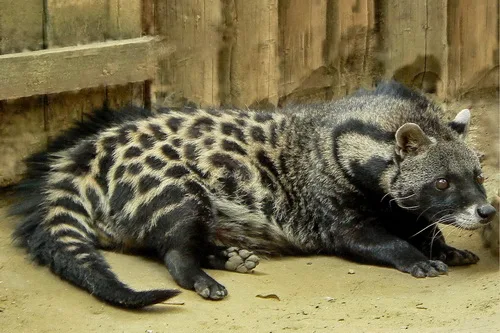 Brown Valley Wild Civet Coffee (Kopi Luwak) thumbnail 2