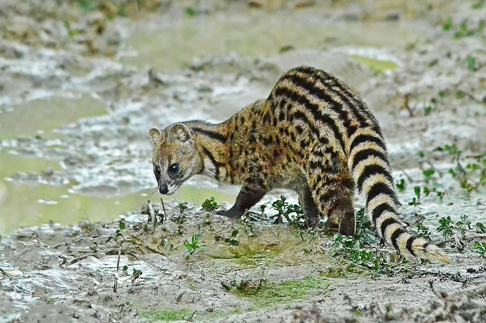 Brown Valley Wild Civet Coffee (Kopi Luwak) thumbnail 3